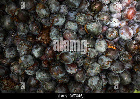 Reife Pflaumen, das in einer Plastiktüte grüne Faß zu gären lassen Hand zu produzieren starke Alkohol (moonshine oder Pflaumenschnaps) Stockfoto