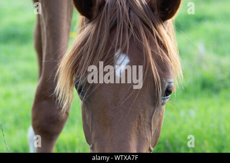 Close up braunes Pferd mit lustigen hairstyleand große Augen Stockfoto