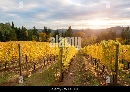 Weinberg im Herbst Stockfoto
