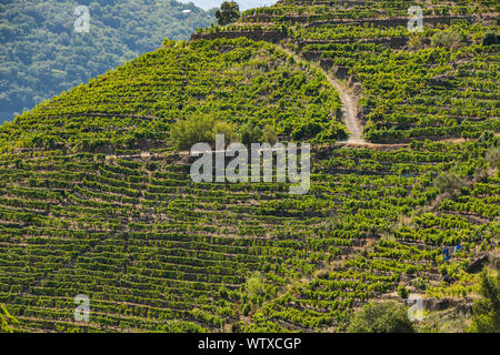 Weinberge im Spalier an den Hängen eines Hügels in Ribera Sacra, Ourense, Galizien. Stockfoto