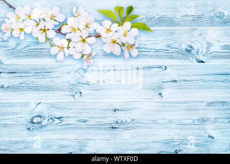 Zweig der weißen spring blossom über alte Reiche Holzmaserung Textur Hintergrund mit Knoten in weißen und blauen Farben. Stockfoto