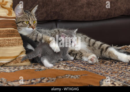 Graue Katze liegt mit kleinen Kätzchen Kätzchen. Selektiver Fokus Stockfoto