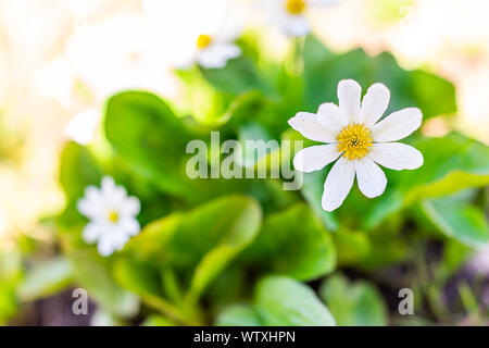 Makro von weißen Gänseblümchen Blumen auf Linkins Lake Trail auf Independence Pass in den Rocky Mountains in der Nähe von Aspen, Colorado im Frühsommer 2019 Stockfoto