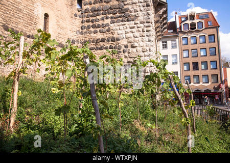 Grapevine am historischen Stadttor Severinstorburg am Chlodwig Platz im südlichen Teil der Stadt, Köln, Deutschland. Weinreben an der Severins Stockfoto