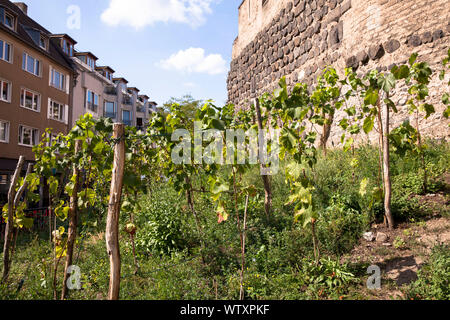 Grapevine am historischen Stadttor Severinstorburg am Chlodwig Platz im südlichen Teil der Stadt, Köln, Deutschland. Weinreben an der Severins Stockfoto