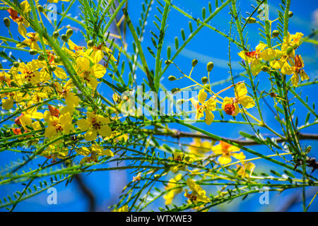 Eine gelb blühende Retama Blumen in Santa Ana NWR, Texas Stockfoto