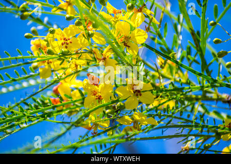 Eine gelb blühende Retama Blumen in Santa Ana NWR, Texas Stockfoto