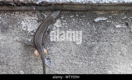 Nahaufnahme von Lizard mit Eiern Stockfoto