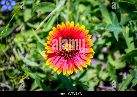 Indische Decke wildflower in Aransas NWR, Texas Stockfoto