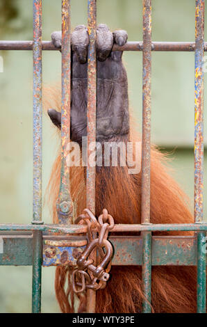 Zoo Gembira Loka Stockfoto