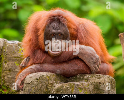 Weibliche Orang-utan, Gembira Loka Zoo, Yogyakarta, Indonesien Stockfoto