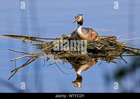 Zucht crested Grebe auf seinem Nest Stockfoto