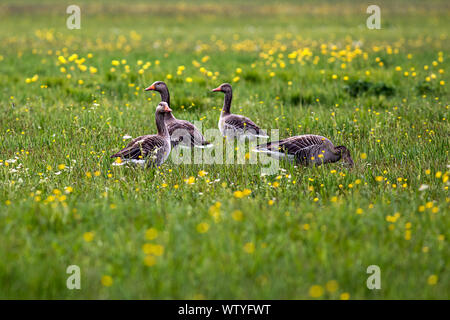 Gänse auf der Wiese mit gelben Butterblumen Stockfoto