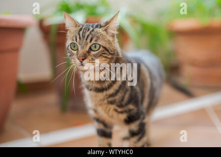 Schöne kurze Haare Katze spielen und auf dem Boden im Garten zu Hause Stockfoto