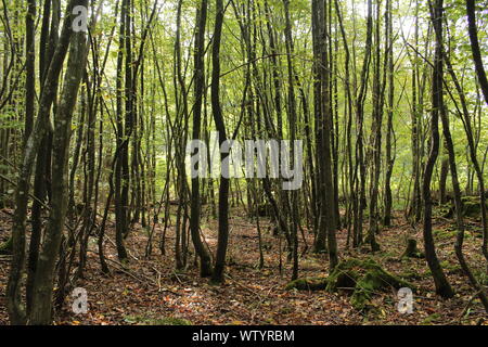 Eine Gruppe von kleinen Bäumen im Wald mit Sonnenlicht durch Sie Stockfoto