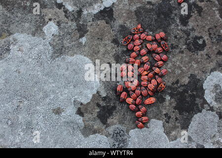 Eine Gruppe von brandstifter an der Wand mit Flechte sitzen Stockfoto