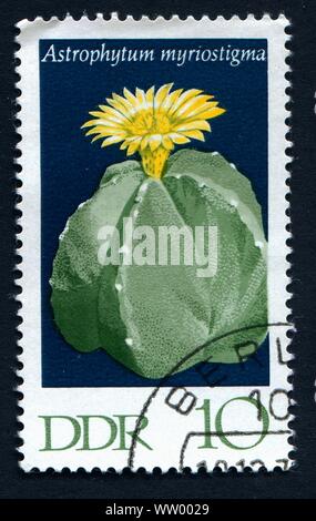 Vorschaubild herunterladen Add to lightbox Warenkorb Kontakt Alamy Briefmarke aus Ostdeutschland hinzufügen, die einen Bischof&AMP;Amp;Amp;amp;#39;s Cap Cactus Flower (Astrophytum myriostigma). Stockfoto