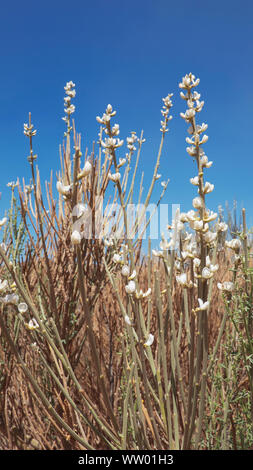 Die weißen Blüten des Spartocytisus supranubius Lokal als Retama del Teide oder Besen der Teide eine endemische Strauch beherrschende von Höhe, bekannt unter dem Namen Stockfoto