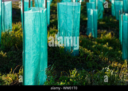 Pflanze Hülsen bieten Schutz für neu gepflanzten Bäumen und Vegetation Stockfoto