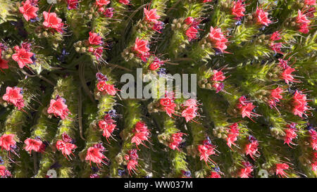 Blütenstand von Echium wildpretii oder Tajinaste rojo Blume, geschützte endemischen Biennale Betrieb in großer Höhe in den Teide Nationalpark wächst Stockfoto