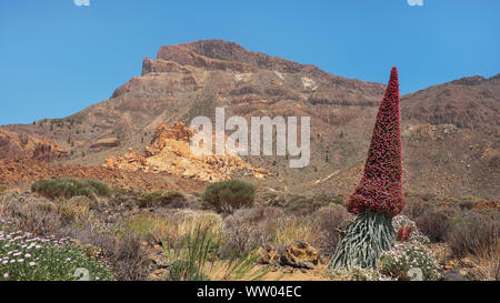 Echium wildpretii auch Tajinaste rojo Blume bekannt, geschützte endemischen Biennale Betrieb in großer Höhe in den Nationalpark Teide in Teneriffa Stockfoto