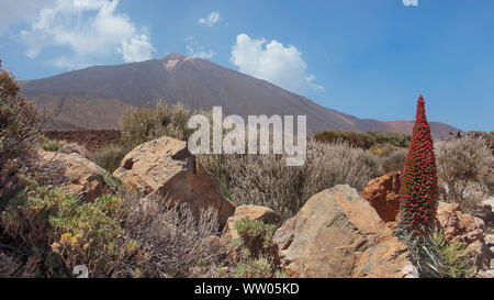 Landschaft der Nationalpark Teide, mit dem Vulkan Pico del Teide durch die endemische Vegetation und eine Einsame Blume von Echium wildpretii umgeben Stockfoto