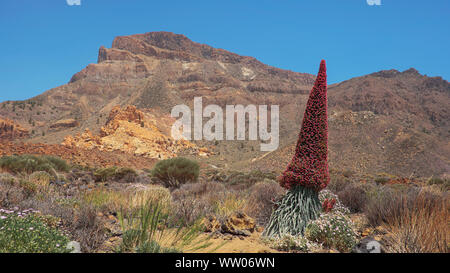 Echium wildpretii auch Tajinaste rojo Blume bekannt, geschützte endemischen Biennale Betrieb in großer Höhe in den Nationalpark Teide in Teneriffa Stockfoto