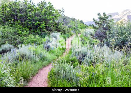 Morgen auf Sunnyside Trail in Aspen, Colorado in Woody Creek Nachbarschaft Anfang 2019 Sommer mit blauen penstemon Blumen Lupinen Wildblumen Stockfoto