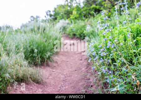 Sunnyside Trail in Aspen, Colorado in Woody Creek Nachbarschaft Anfang 2019 Sommer morgen mit blauen penstemon Blumen Wildblumen Stockfoto