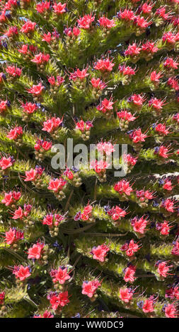 Blütenstand von Echium wildpretii oder Tajinaste rojo Blume, geschützte endemischen Biennale Betrieb in großer Höhe in den Teide Nationalpark wächst Stockfoto