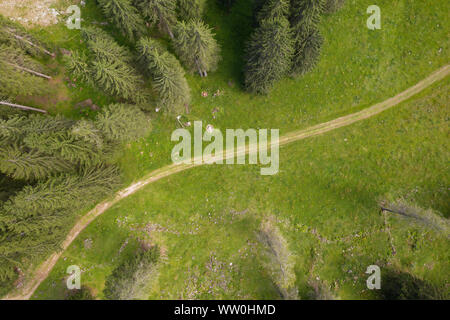 Foto von oben mit Drone eines Bergweg, kreuzt eine grüne Wiese unter den Tannen genommen Stockfoto