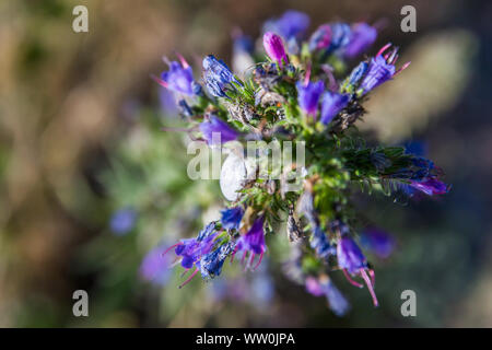 Weiße Schnecke auf Blau Lila wilde Blume in der Bucht des Mont Saint-Michel in der Normandie Frankreich - Landschaft Version Stockfoto