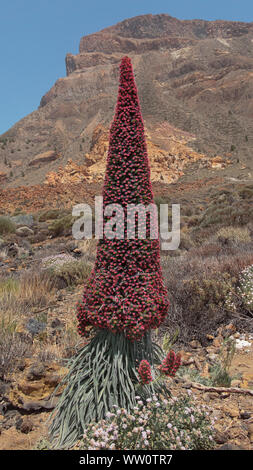 Echium wildpretii auch Tajinaste rojo Blume bekannt, geschützte endemischen Biennale Betrieb in großer Höhe in den Nationalpark Teide in Teneriffa Stockfoto