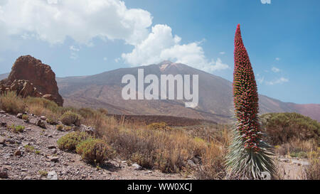 Landschaft der Nationalpark Teide, mit dem Vulkan Pico del Teide durch die endemische Vegetation und eine Einsame Blume von Echium wildpretii umgeben Stockfoto