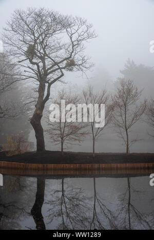 Kumobaike Teich Winterlandschaft Aussicht, verdorrten Baum auf der Oberfläche in der nebligen Tag in Karuizawa, Präfektur Nagano, Japan widerspiegelt Stockfoto