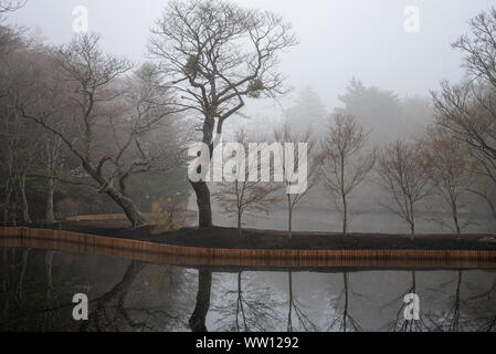 Kumobaike Teich Winterlandschaft Aussicht, verdorrten Baum auf der Oberfläche in der nebligen Tag in Karuizawa, Präfektur Nagano, Japan widerspiegelt Stockfoto