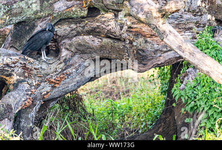 Schwarze Geier fügt sich auf einen umgestürzten Baum - Florida Stockfoto