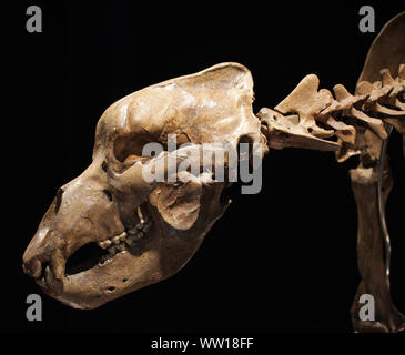 Das Skelett eines Höhlenbären Ursus spelaeus Tschechische Republik Mähren, Quartair; vor 100,000-10,000 Jahren. Stockfoto