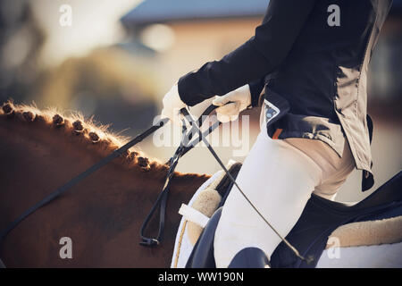 Ein Reiter in einem Anzug und Handschuhe schnell reitet ein Pferd und hält die Zügel. Die Mähne des Pferdes ist geflochten und durch Sonnenlicht beleuchtet. Stockfoto