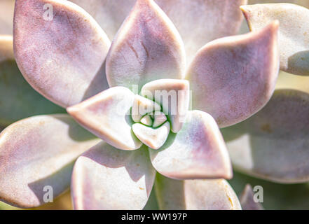 Outdoor pink Sukkulenten wachsen im Garten - Florida Stockfoto