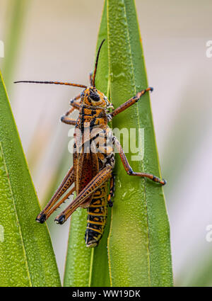 Orange lubber Heuschrecke auf Anlage Blades Stockfoto