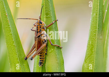 Orange lubber Heuschrecke auf Anlage Blades Stockfoto