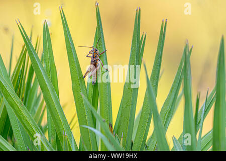 Orange lubber Heuschrecke auf Anlage Blades Stockfoto