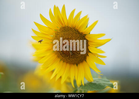 Helianthus Annuus. Sonnenblume mit Honig Biene auf Blütenblätter öffnen Stockfoto