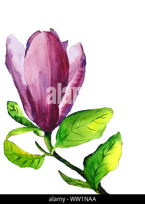 Aquarell von Hand gezeichnet magnolia flower mit rosa Blumen und grüne Blätter auf weißem Hintergrund Stockfoto