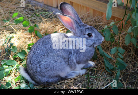 Ein kleines graues Kaninchen, das Blatt frisst. Foto. Stockfoto