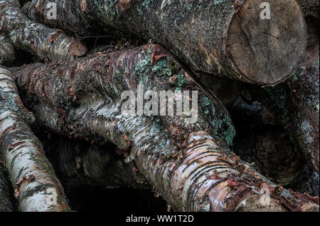 Winfrith und Tadnoll Naturschutzgebiet, Dorset, England gefällten Bäumen erwarten Sammlung auf der Heide Stockfoto
