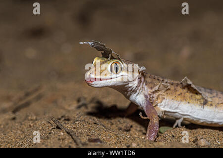 Sindh-Sand Gecko!! Stockfoto