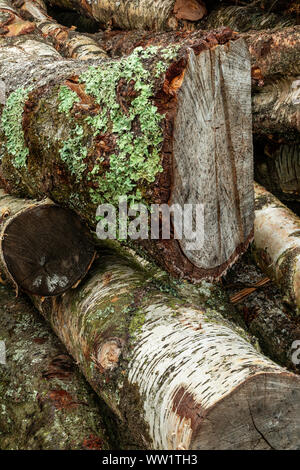 Winfrith und Tadnoll Naturschutzgebiet, Dorset, England gefällten Bäumen erwarten Sammlung auf der Heide Stockfoto