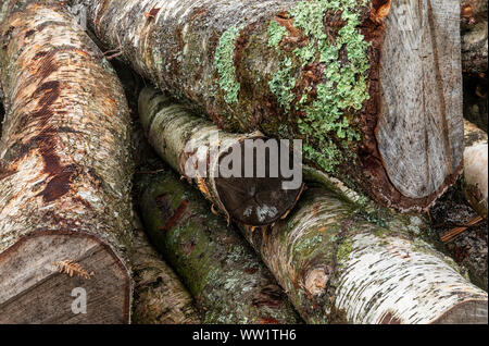 Winfrith und Tadnoll Naturschutzgebiet, Dorset, England gefällten Bäumen erwarten Sammlung auf der Heide Stockfoto